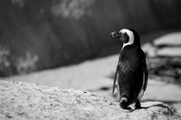 Wildlife